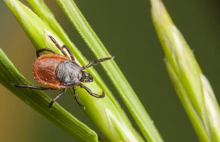 A tick on a blade of grass