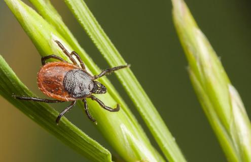 A tick on a blade of grass